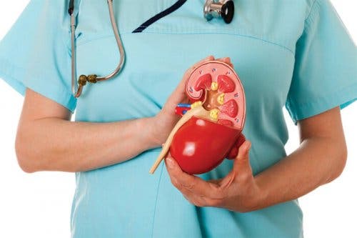 A doctor holding a plastic kidney.