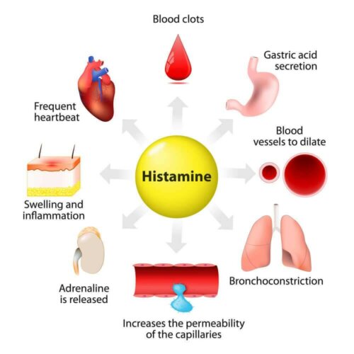 Histamine: Synthesis, Release and Functions - Step To Health