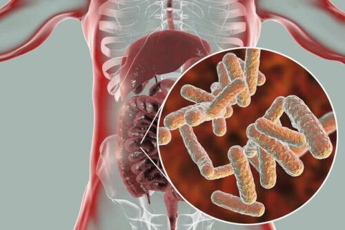 Zoomed in view of intestinal microbiota.