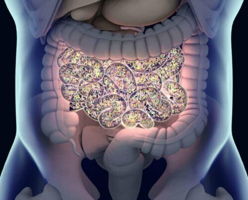 X-ray graphic of human intestines, highlighting the microbiota.