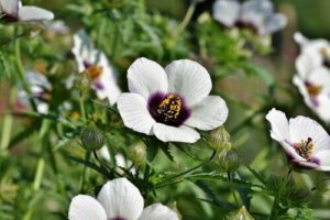 Marshmallow Root: Benefits and Side Effects
