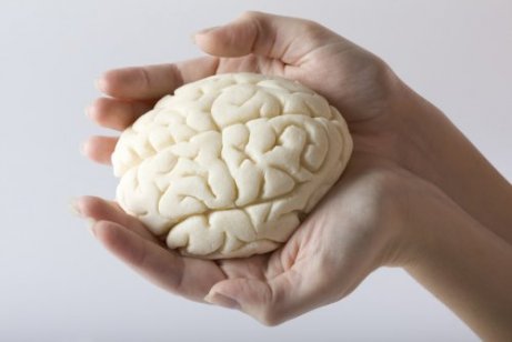 A small model of the human brain in someone's hands.