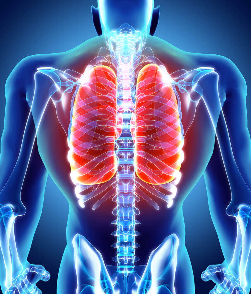 The respiratory airways and lungs.