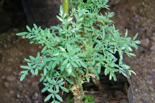 Rue herb, an abortive plant to avoid during pregnancy.