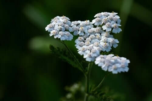Everything You Need To Know About Yarrow Tea