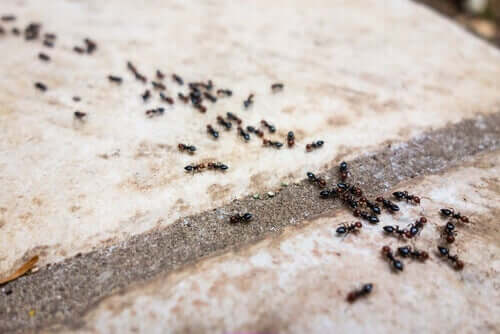 A line of ants.