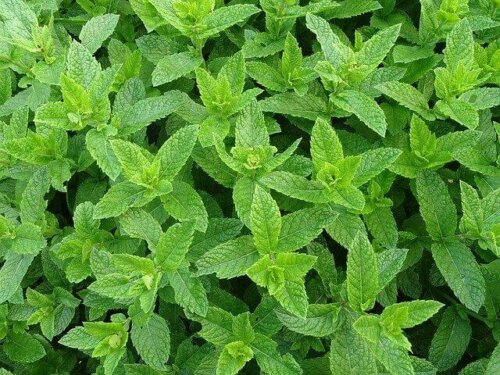 A mint plant.