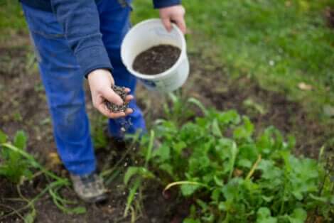 A person planting seeds outside.