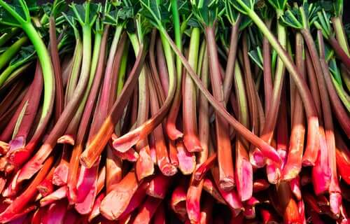 Many stalks of rhubarb.