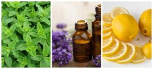 Easy Homemade Natural Ant Repellents