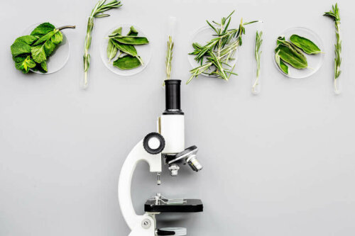 Various plants under a petri dish.