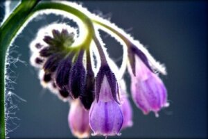 Uses and Side Effects of Comfrey