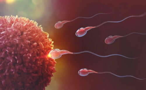 A graphic showing an egg and sperm fertilizing it.