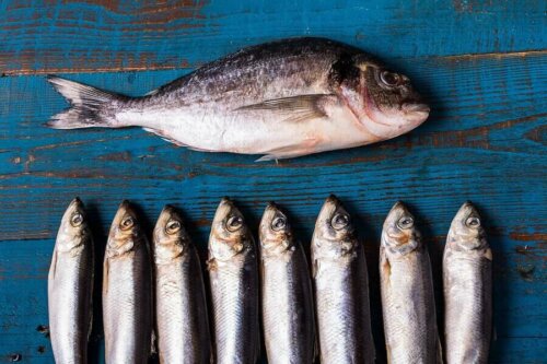 Fatty fish in a line on a blue wooden surface.
