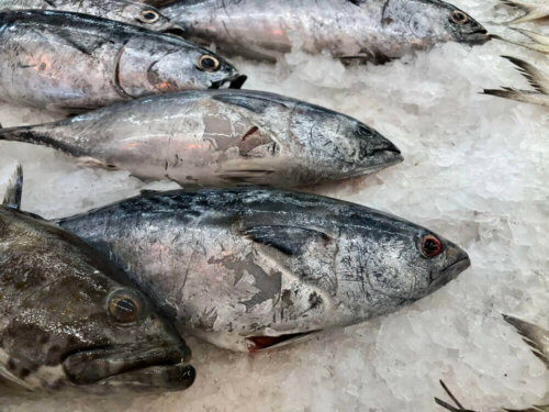 Frozen fish on a pile of ice.