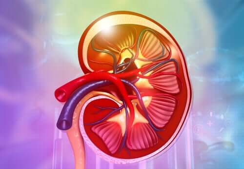 What Do Your Kidneys Do?