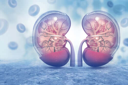 Blue graphic showing transparent kidneys next to each other.