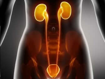 A graphic showing the kidneys in the body and the bladder.