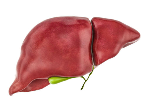 The liver, a key organ for removing toxins from the body.