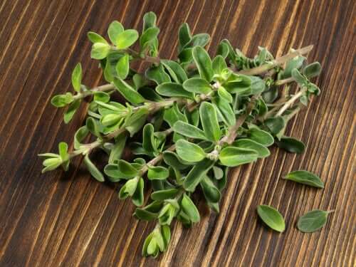 The Benefits and Contraindications of Marjoram