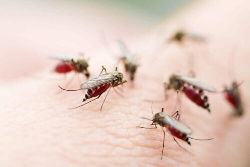 Several mosquitoes on a person's skin.