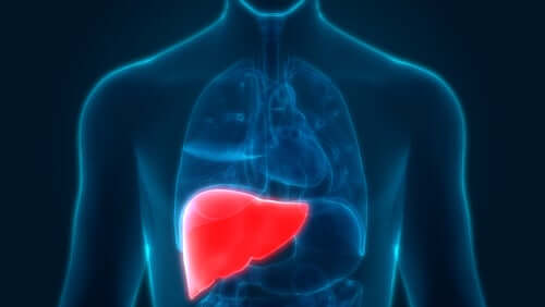 Graphic of human showing organs, liver highlighted in red due to alcoholic hepatitis.