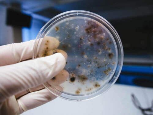 Gloved hand holding up a petri dish with fungus growing on it.