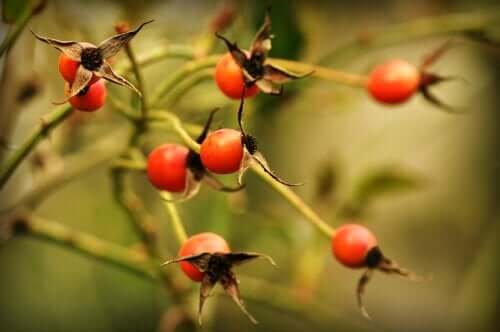 Rosehip.