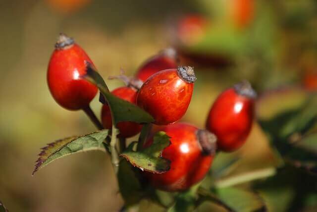 Rosehips.