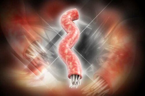 A graphic showing tapeworm infection in a segment of intestine.