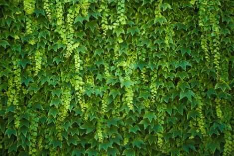 The Hedera helix plant.