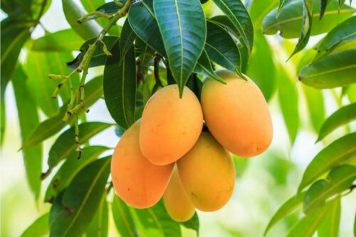 A cluster of fruit.