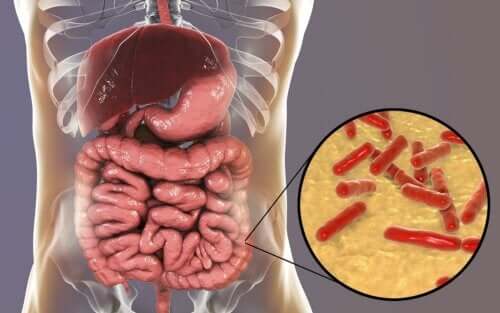 A picture of the gut microbiota.