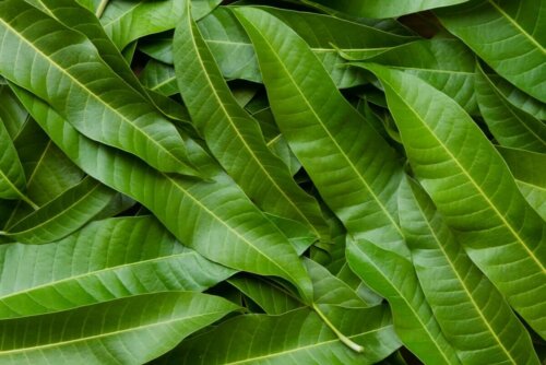 A place covered by mango leaves.