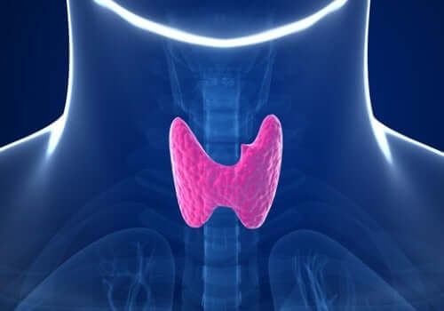 An illustration of a thyroid.