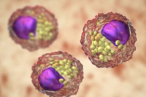 Characteristics, Types, and Function of Lipids