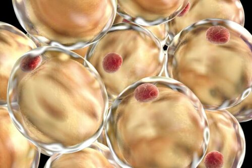 Lipids in the organism.