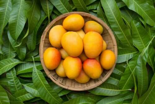 Six Health Benefits of Mango Leaves