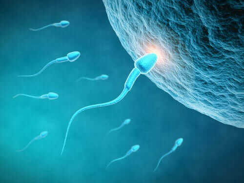 How a Man’s Diet Impacts His Quality of Sperm