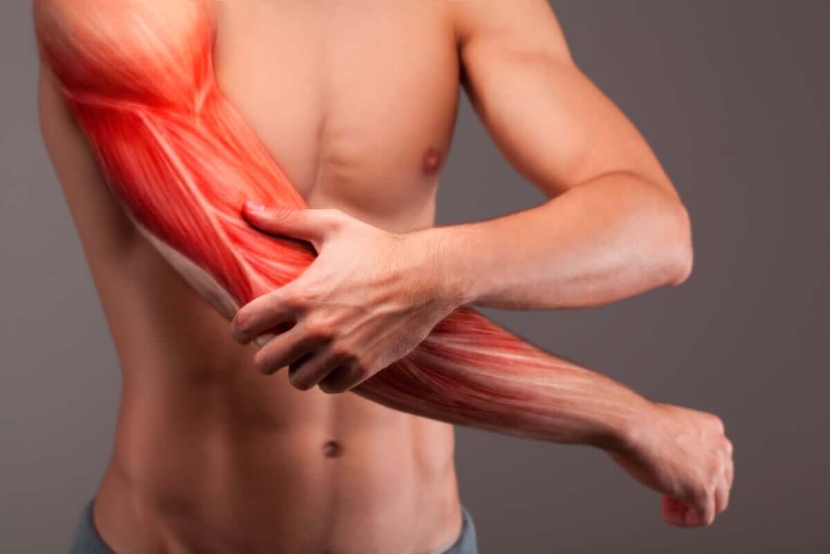 The muscles of the arm.