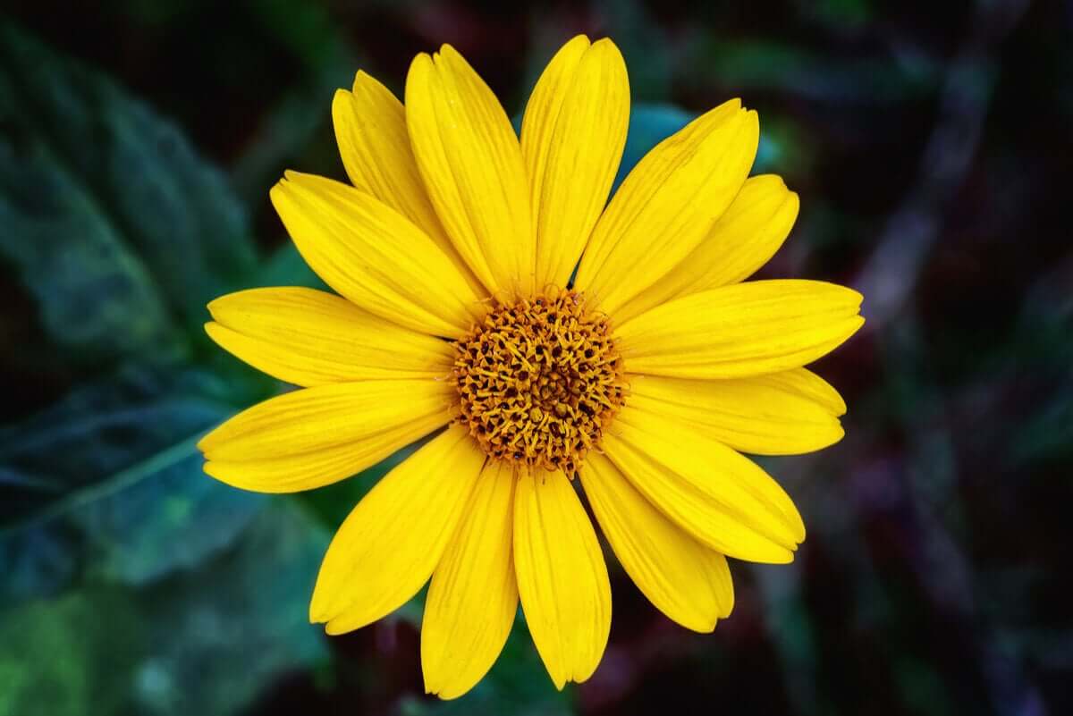 A golden-colored arnica flower.