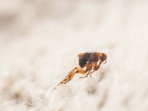 A flea on a dog.