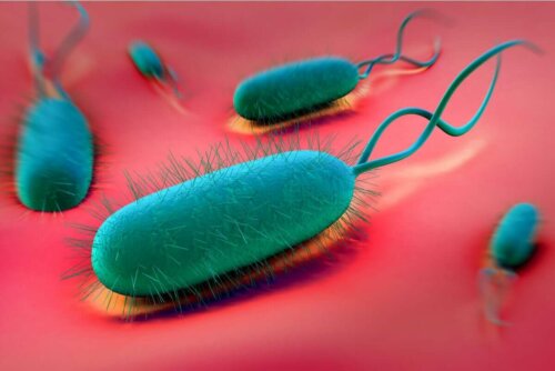 H. pylori bacterium.