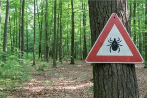 Lyme Disease Treatment