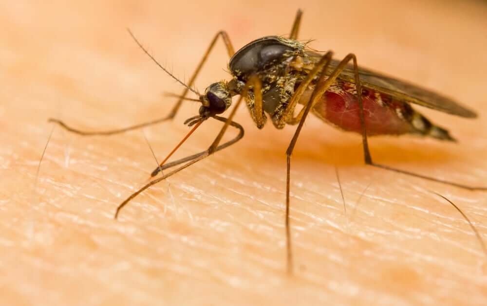 Mosquitos can spread malaria.