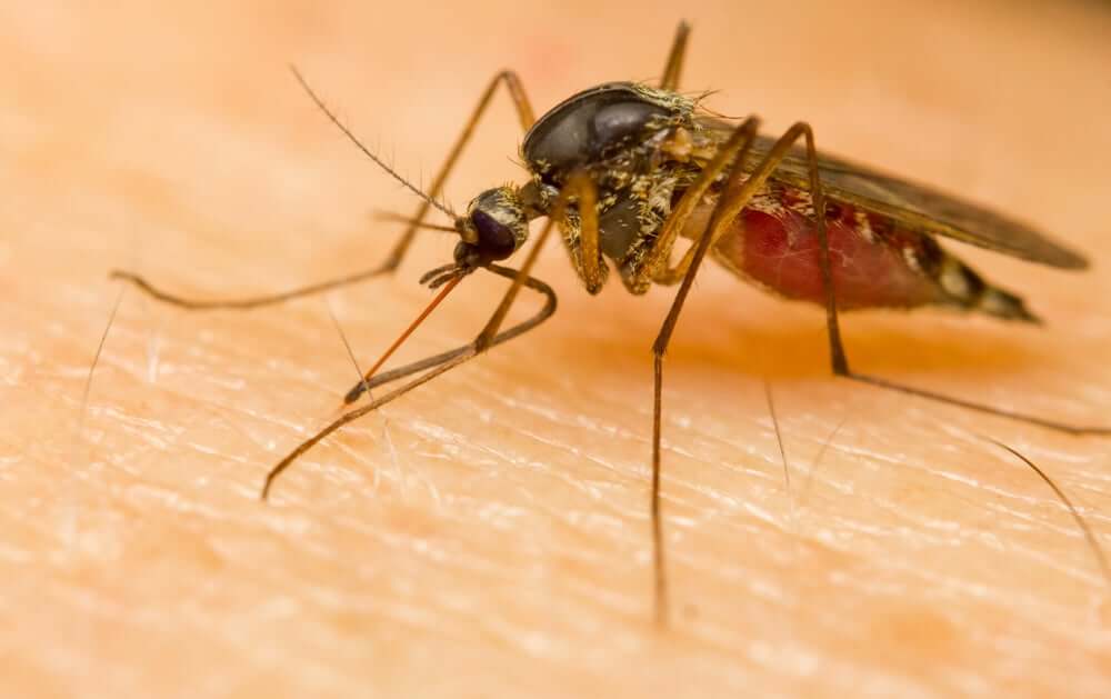 Mosquitos can spread malaria.