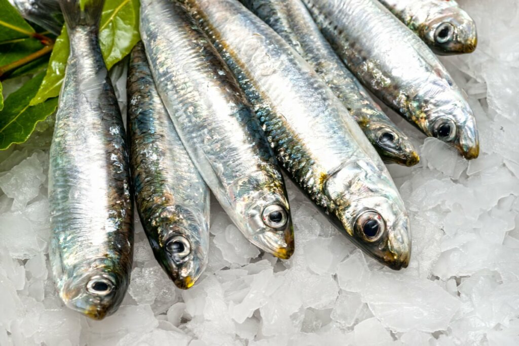 The 3 Main Benefits of Sardines Step To Health