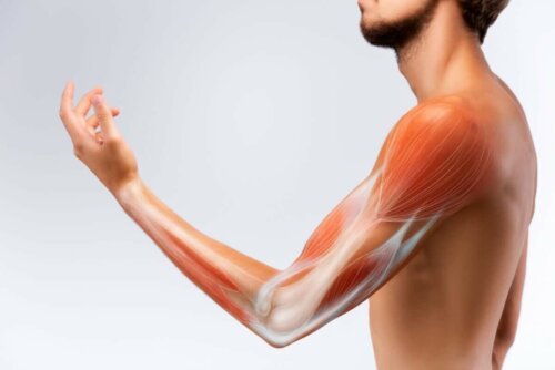 An arm with visible muscles.