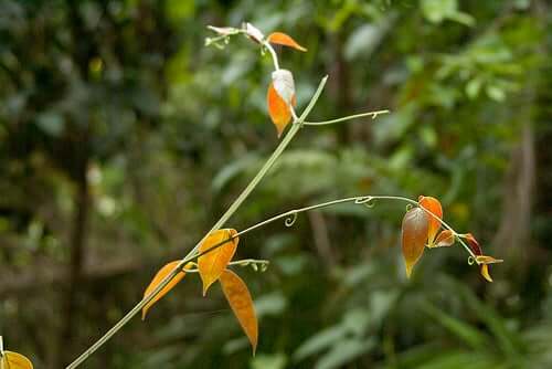 Cat's claw plant