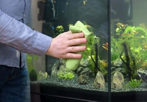 How to Easily Clean a Fish Tank